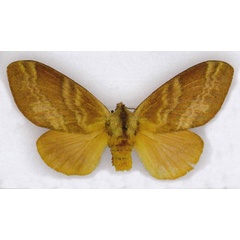 /filer/webapps/moths/media/images/T/trihora_Pachytrina_PTF_RMCA.jpg