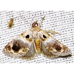 /filer/webapps/moths/media/images/M/melaphora_Protarache_A_Braun_04.jpg