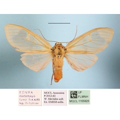 /filer/webapps/moths/media/images/M/makadara_Amerila_A_MGCLa_02.JPG