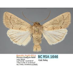 /filer/webapps/moths/media/images/L/longivittata_Mythimna_AM_Fiebig_01.jpg