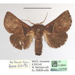 /filer/webapps/moths/media/images/P/plebeja_Apluda_A_MGCLa_02.JPG