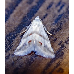 /filer/webapps/moths/media/images/C/ceresensis_Eublemma_A_Roland_01.jpg