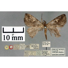 /filer/webapps/moths/media/images/A/albisigna_Eustrotia_PT_OUMNH_01.jpg