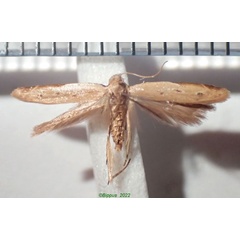 /filer/webapps/moths/media/images/S/safranella_Mesophleps_AF_Bippus_02.jpg