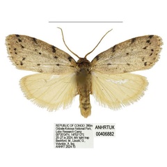 /filer/webapps/moths/media/images/A/africana_Spatulosia_AM_ANHRT_04.jpg