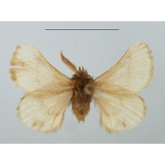 /filer/webapps/moths/media/images/J/jamaka_Chondrostegoides_AM_TMSA.jpg