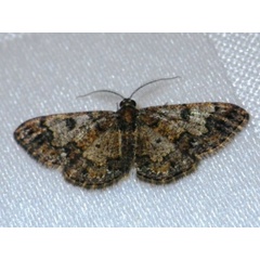 /filer/webapps/moths/media/images/M/metallicata_Zamarada_A_Liebenberg.jpg