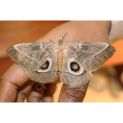 /filer/webapps/moths/media/images/H/hecate_Gonimbrasia_AM_Bakary_02.jpg