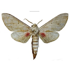 /filer/webapps/moths/media/images/P/pseudobasalis_Neoclanis_HT_EMEMa.jpg