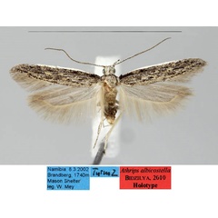 /filer/webapps/moths/media/images/A/albicostella_Athrips_HT_ZMHB_p3u0Mlz.jpg