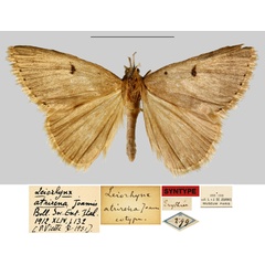 /filer/webapps/moths/media/images/A/atrirena_Leiorhynx_STM_MNHN.jpg