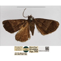 /filer/webapps/moths/media/images/E/epimochla_Ozarba_HT_NHMUK.jpg