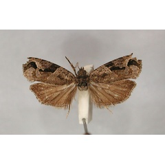 /filer/webapps/moths/media/images/A/archana_Megalota_PT_RMCA_01.jpg