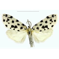 /filer/webapps/moths/media/images/B/bezborodovi_Siccia_PTM_RMBH.jpg