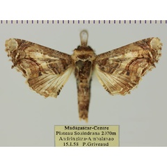 /filer/webapps/moths/media/images/G/gaedei_Eutelia_AM_MNHNa.jpg