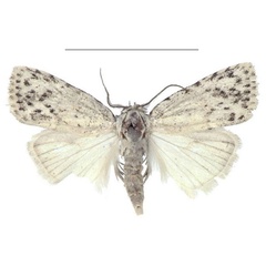 /filer/webapps/moths/media/images/T/truncata_Ezishnola_PTM_ANHRT_01.jpg
