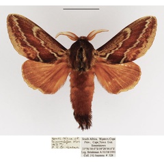 /filer/webapps/moths/media/images/B/bifascia_Eutricha_AM_TMSA_03.jpg