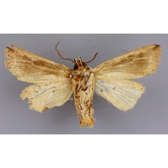 /filer/webapps/moths/media/images/H/homomunda_Hygrostola_A_RMCA_02.jpg