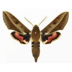 /filer/webapps/moths/media/images/B/biguttata_Hyles_AM_Basquin_01a.jpg