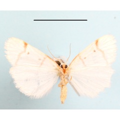 /filer/webapps/moths/media/images/T/togoana_Cyana_A_MGCLb_01.JPG