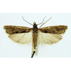 /filer/webapps/moths/media/images/M/microdontalis_Mesolia_AF_RMCA_02.jpg