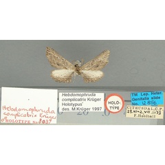 /filer/webapps/moths/media/images/C/complicatrix_Hebdomophruda_HT_TMSA.jpg