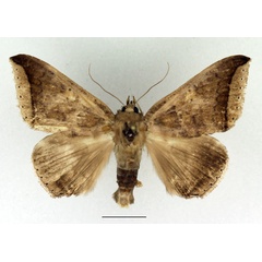 /filer/webapps/moths/media/images/M/malagasy_Achaea_AM_Basquin_01.jpg