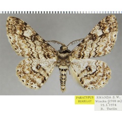 /filer/webapps/moths/media/images/T/turlini_Cleora_PTM_ZSMa.jpg