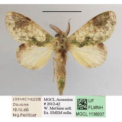 /filer/webapps/moths/media/images/V/varia_Desmeocraera_A_MGCLa_01.JPG