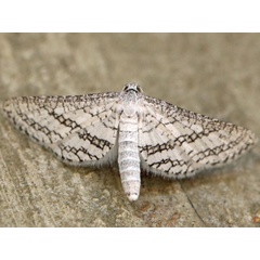 /filer/webapps/moths/media/images/E/elaphropa_Pyralidoxa_A_Voaden.jpg