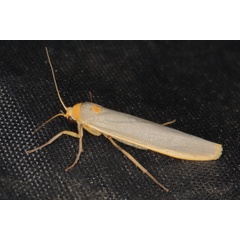 /filer/webapps/moths/media/images/S/scutellata_Sozusa_A_Heyns_04.JPG