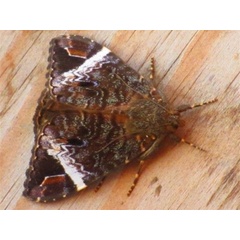 /filer/webapps/moths/media/images/V/versicolor_Tolna_A_Stanton.jpg