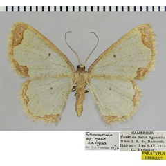 /filer/webapps/moths/media/images/B/bamenda_Zamarada_PTF_ZSM.jpg