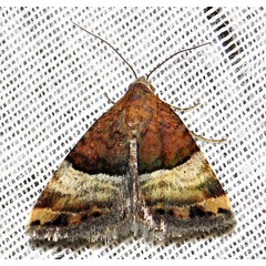 /filer/webapps/moths/media/images/S/semipurpurea_Ozarba_A_Braun_04.jpg