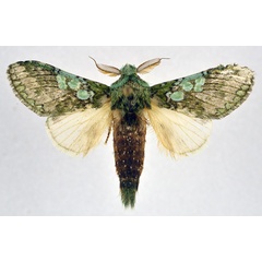 /filer/webapps/moths/media/images/V/venusta_Desmeocraera_AM_NHMO.jpg