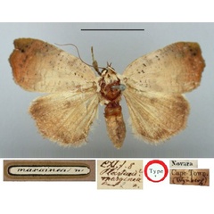 /filer/webapps/moths/media/images/M/marginea_Plastenis_HT_BMNH.jpg