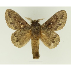 /filer/webapps/moths/media/images/O/obscura_Cymatopacha_AM_Basquin_02.jpg