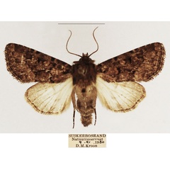 /filer/webapps/moths/media/images/R/rubrimixta_Eumichtis_AM_TMSA_01.jpg