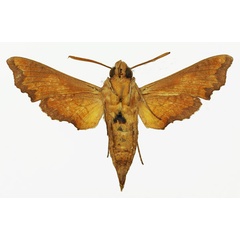 /filer/webapps/moths/media/images/I/inornatum_Temnora_AM_Basquinb.jpg