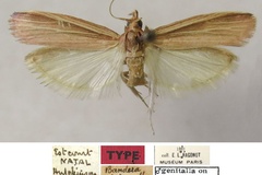 Peoria ochrineurella