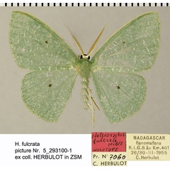 /filer/webapps/moths/media/images/F/fulcrata_Heterorachis_HT_ZSMa.jpg