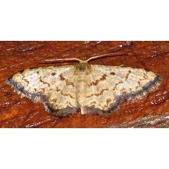 /filer/webapps/moths/media/images/S/sublimbaria_Idaea_A_Braun_08.jpg
