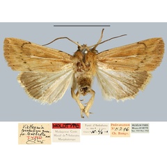 /filer/webapps/moths/media/images/T/tenebrata_Vietteania_HT_MNHN.jpg