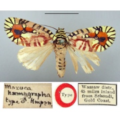 /filer/webapps/moths/media/images/H/haemagrapha_Mazuca_HT_BMNH.jpg