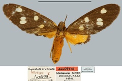 Thyrosticta bruneata