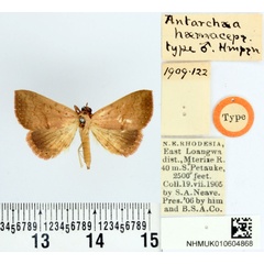 /filer/webapps/moths/media/images/H/haemaceps_Antarchaea_HT_BMNH.jpg