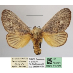 /filer/webapps/moths/media/images/C/colini_Latoia_A_MGCLa_03.JPG