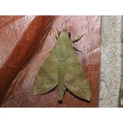 /filer/webapps/moths/media/images/X/xylina_Nephele_A_Bygott.jpg