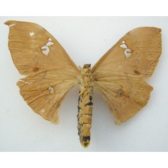 /filer/webapps/moths/media/images/C/chalix_Orthogonioptilum_HT_NHMUKb.jpg