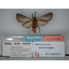 /filer/webapps/moths/media/images/X/xanthippa_Metarctia_HT_RMCA_02.jpg